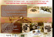 Frog conservation poster